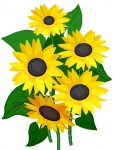 sunflowers